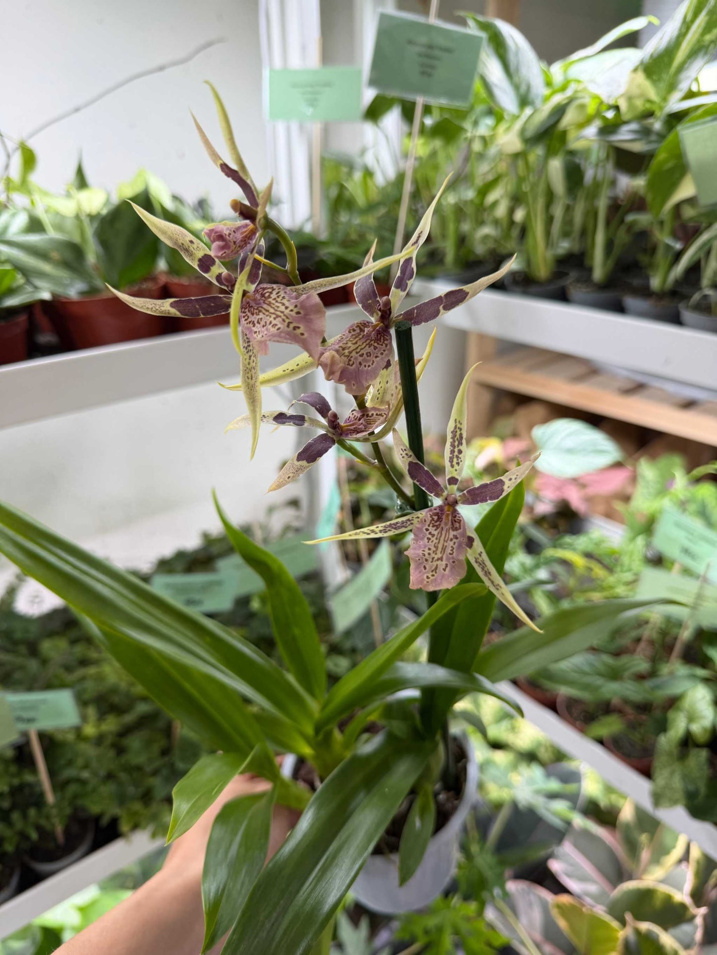 Brassia Orkidéer
