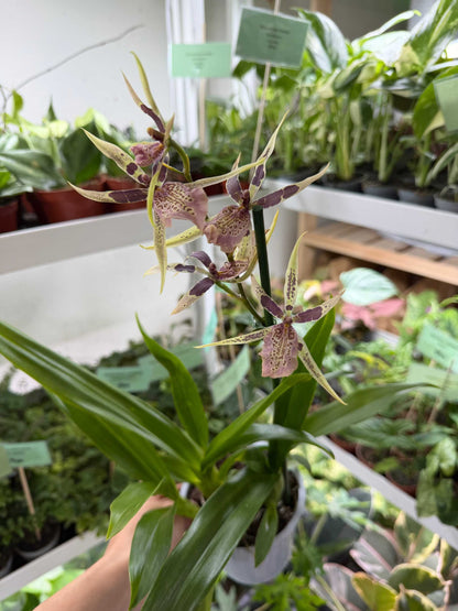 Brassia Orkidéer