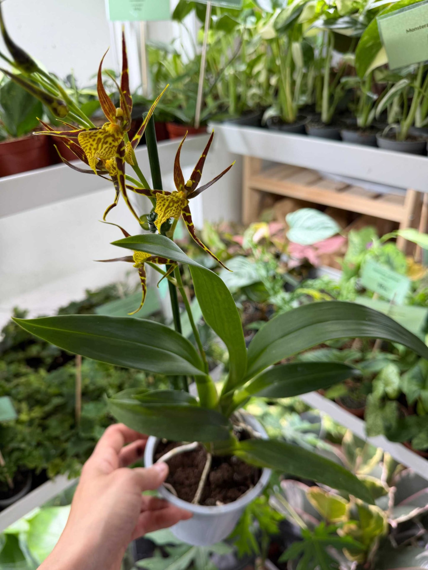 Brassia Orkidéer