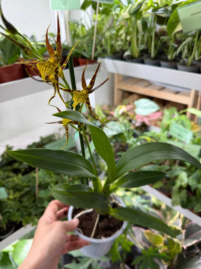 Brassia Orkidéer