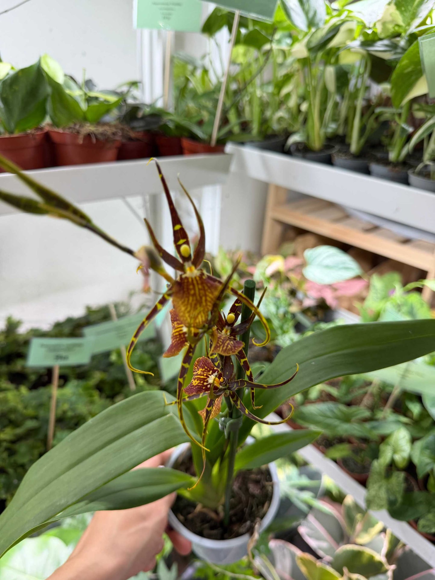 Brassia Orkidéer