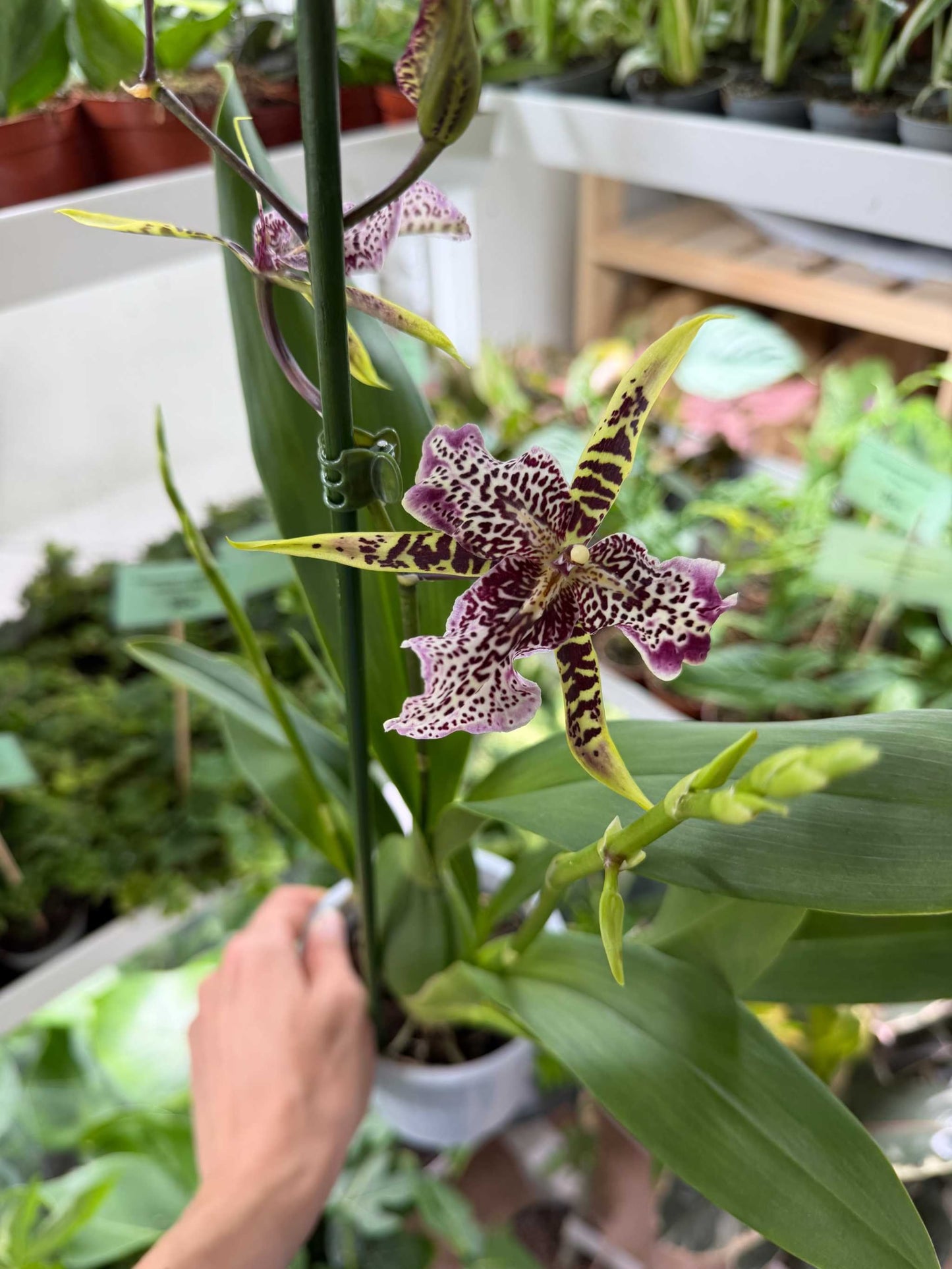 Brassia Orkidéer