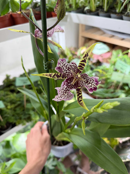 Brassia Orkidéer