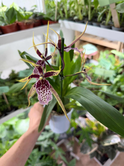 Brassia Orkidéer