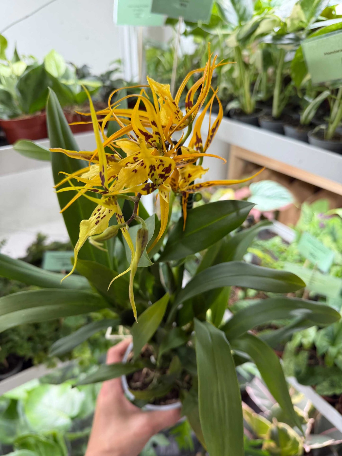 Brassia Orkidéer