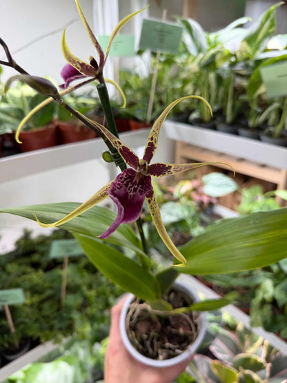 Brassia Orkidéer