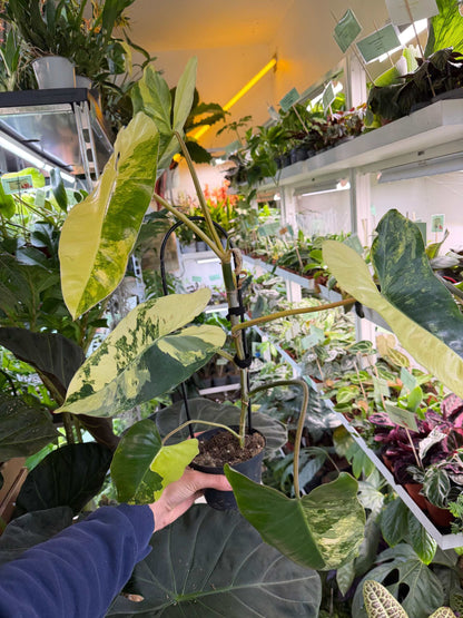 Philodendron 'Burle Marx Variegata'