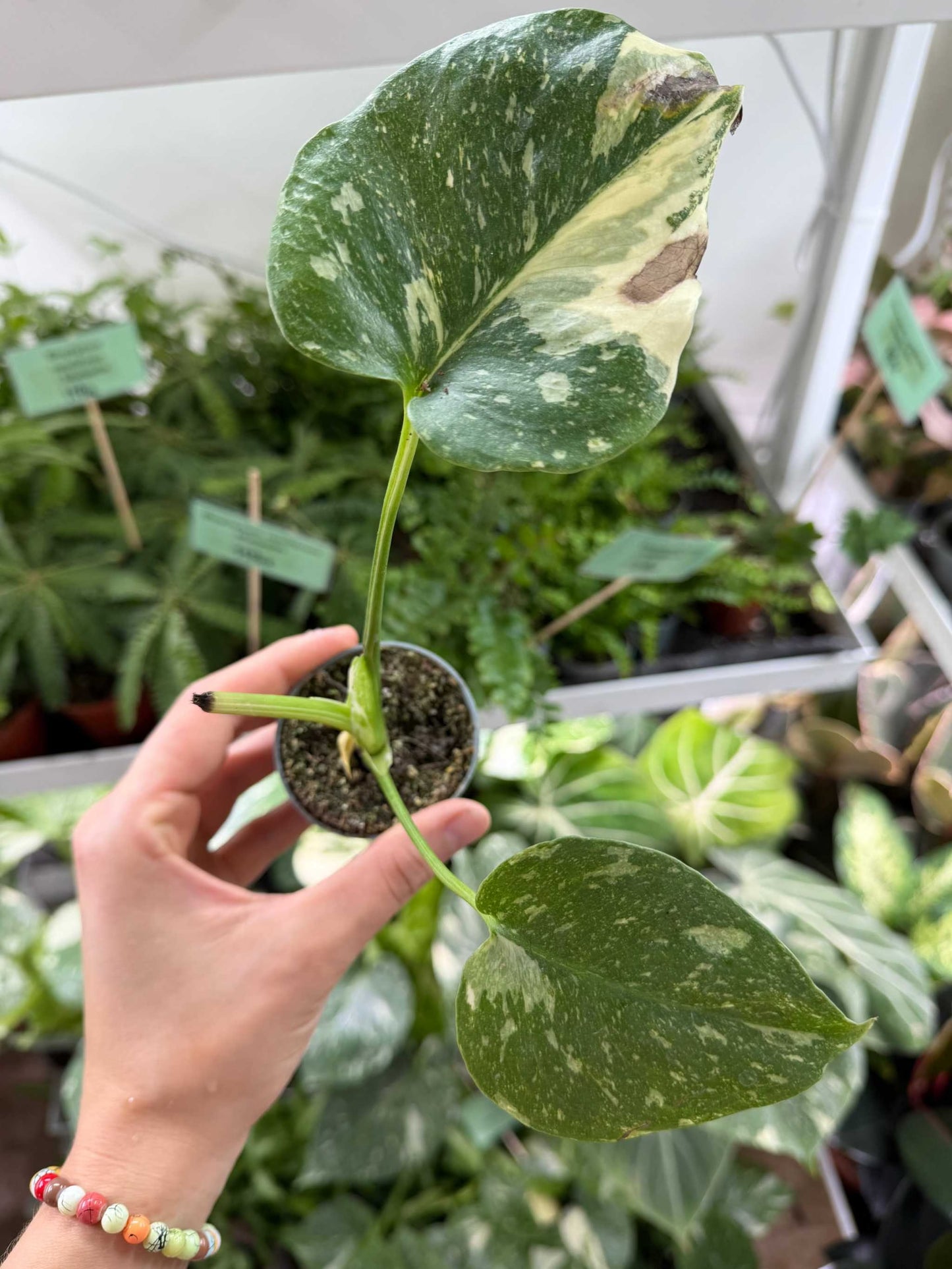 Monstera Thai Constellation