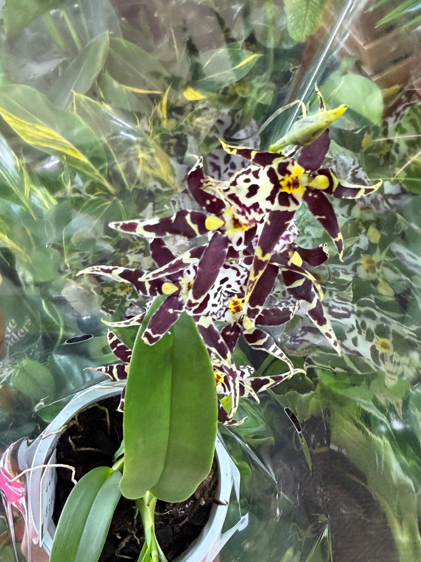 Brassia Orchids