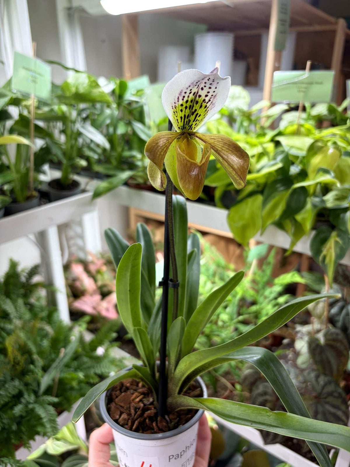 Paphiopedilum mix