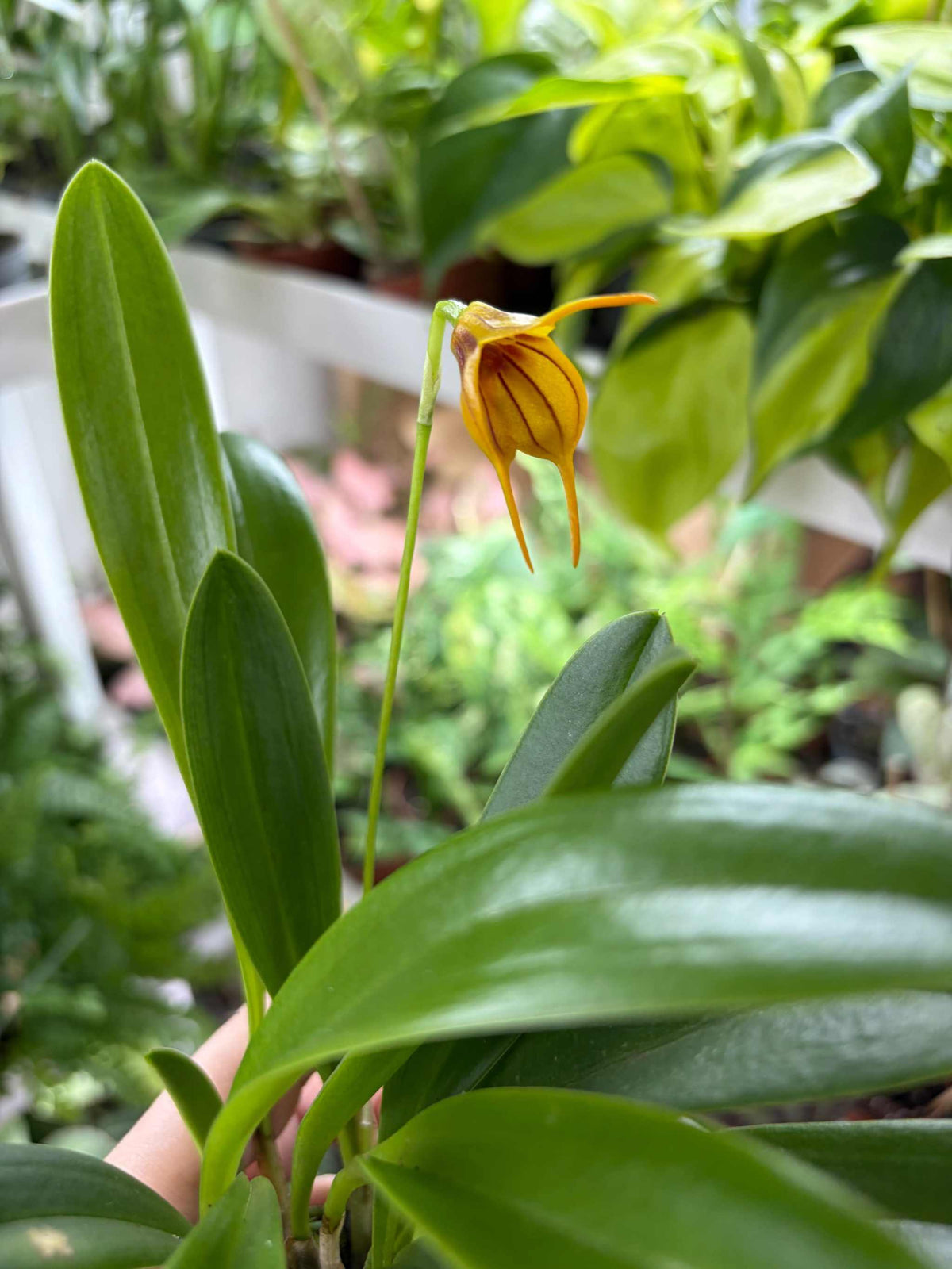 Masdevallia orkidéer