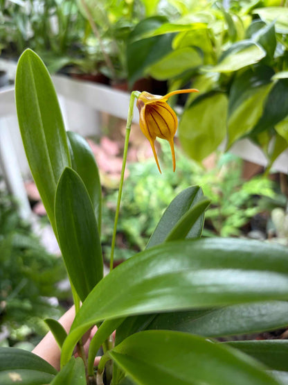 Masdevallia orkidéer