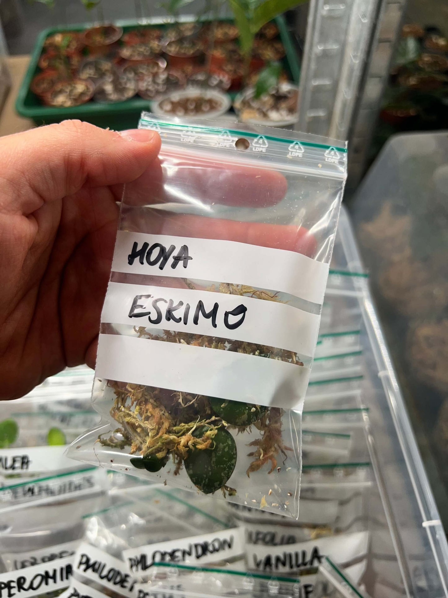 Hoya krohniana 'Eskimo'
