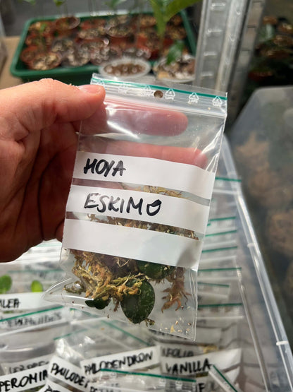 Hoya krohniana 'Eskimo'
