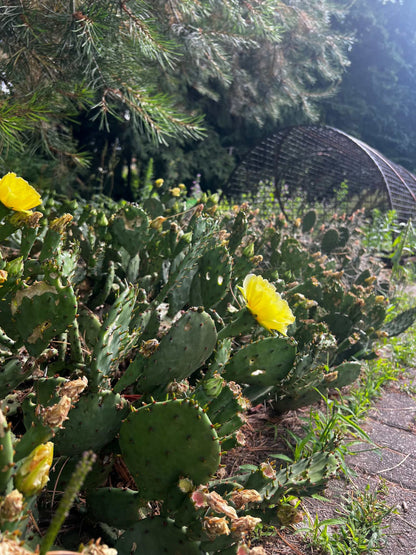 Crypopuntia 'Opuntia humifusa' (Cold-resistant prickly pear cactus)