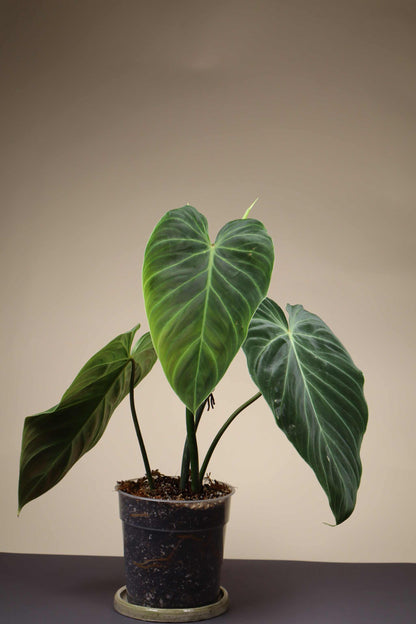 Philodendron splendid (verrucosum x melanochrysum)