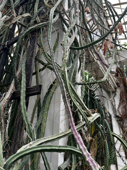 Selenicereus grandiflorus 'nattens drottning'