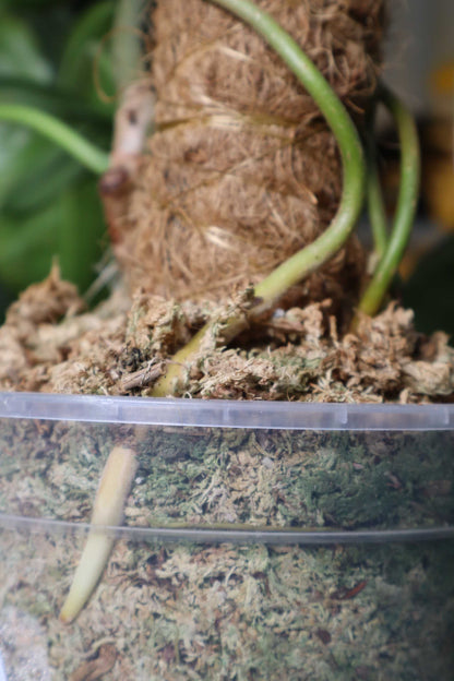 Orchideentopf Transparenten