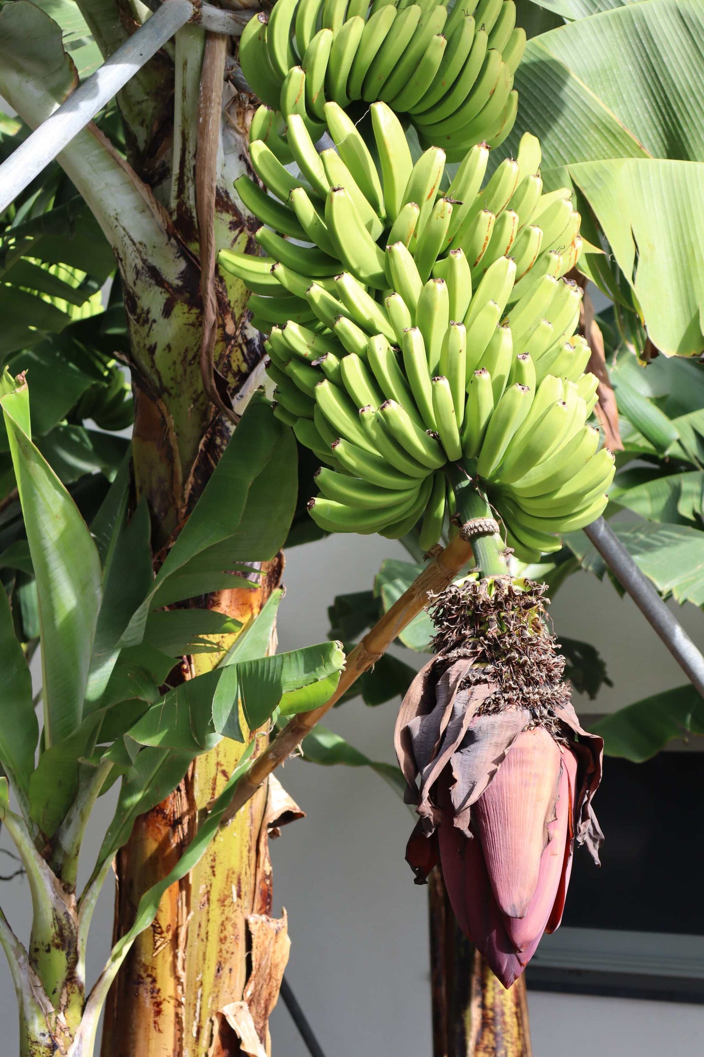 Bananenpflanze 'Musa Dwarf Cavendish' essbar