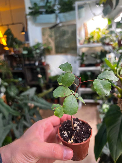 Carob