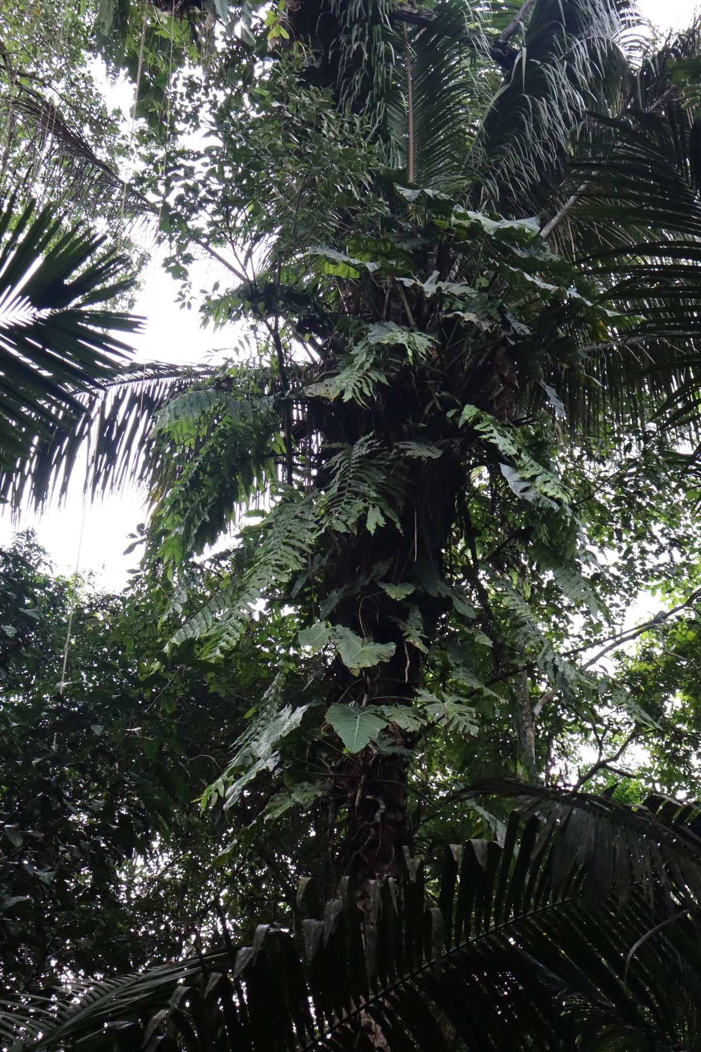 Philodendron maximum