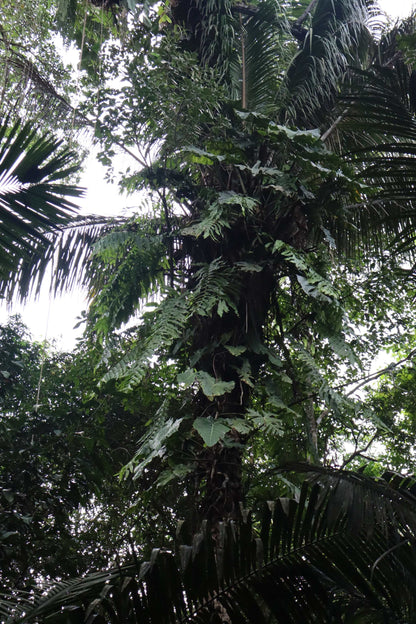 Philodendron maximum