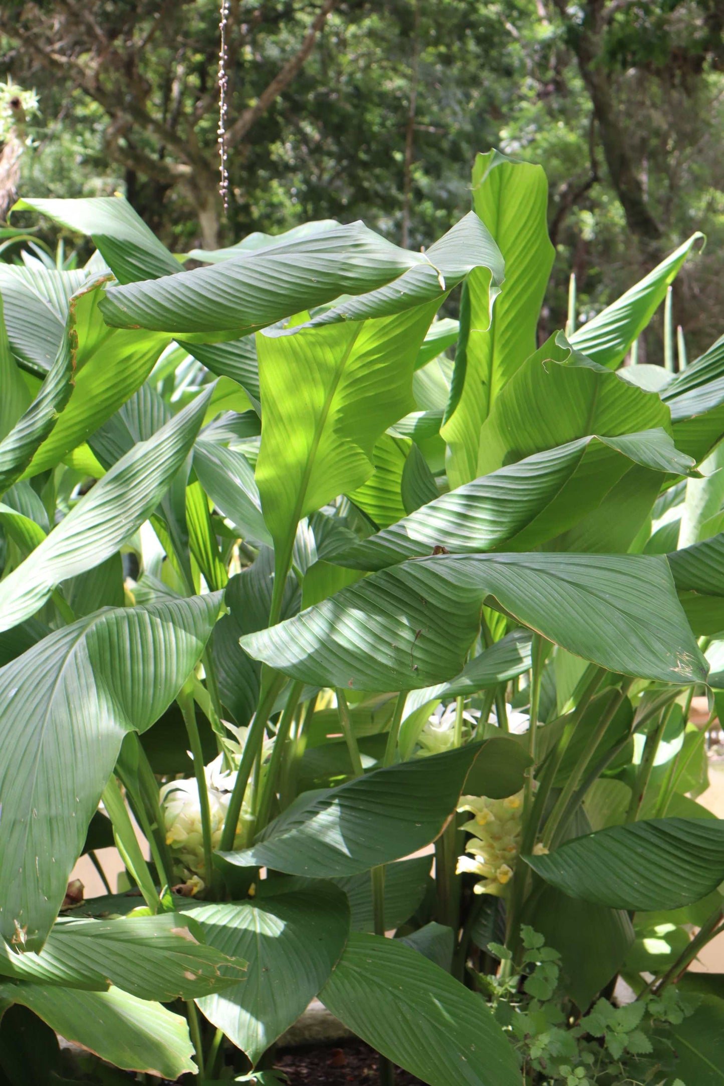 Curcuma longa (Gurkmeja)