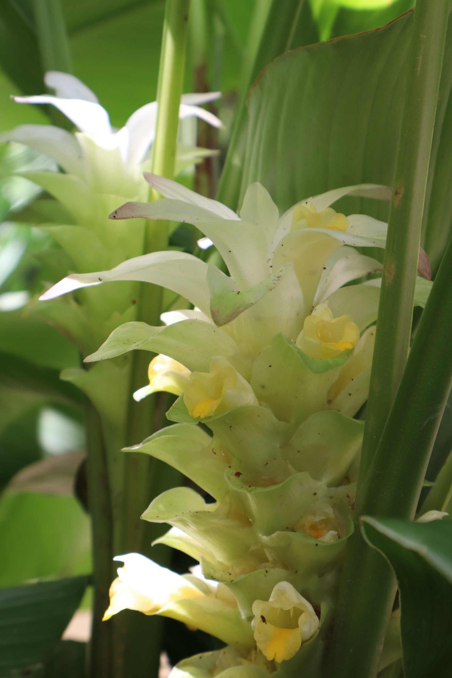 Curcuma longa (Gurkmeja)