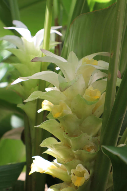 Curcuma longa (Gurkmeja)