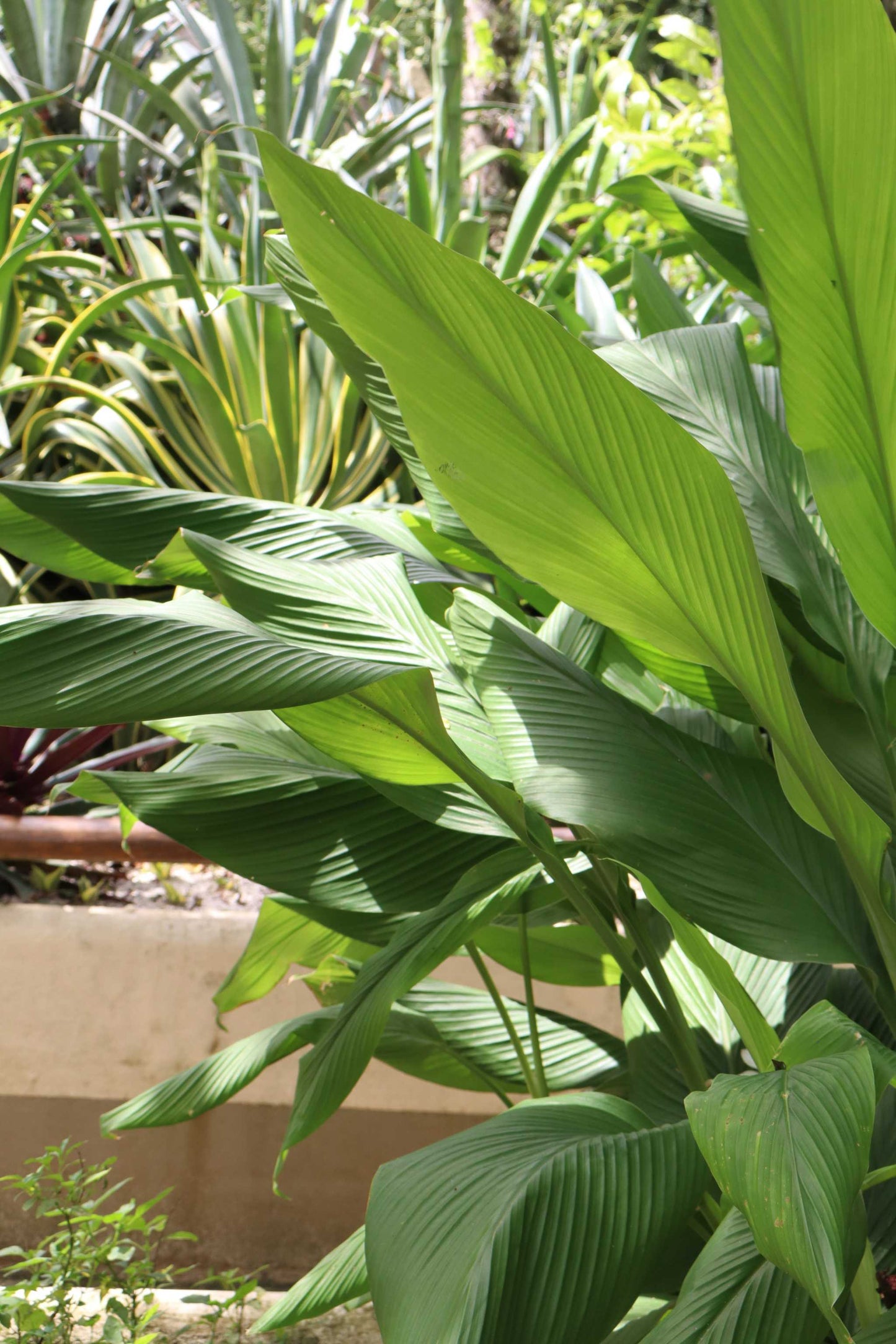 Curcuma longa (Gurkmeja)