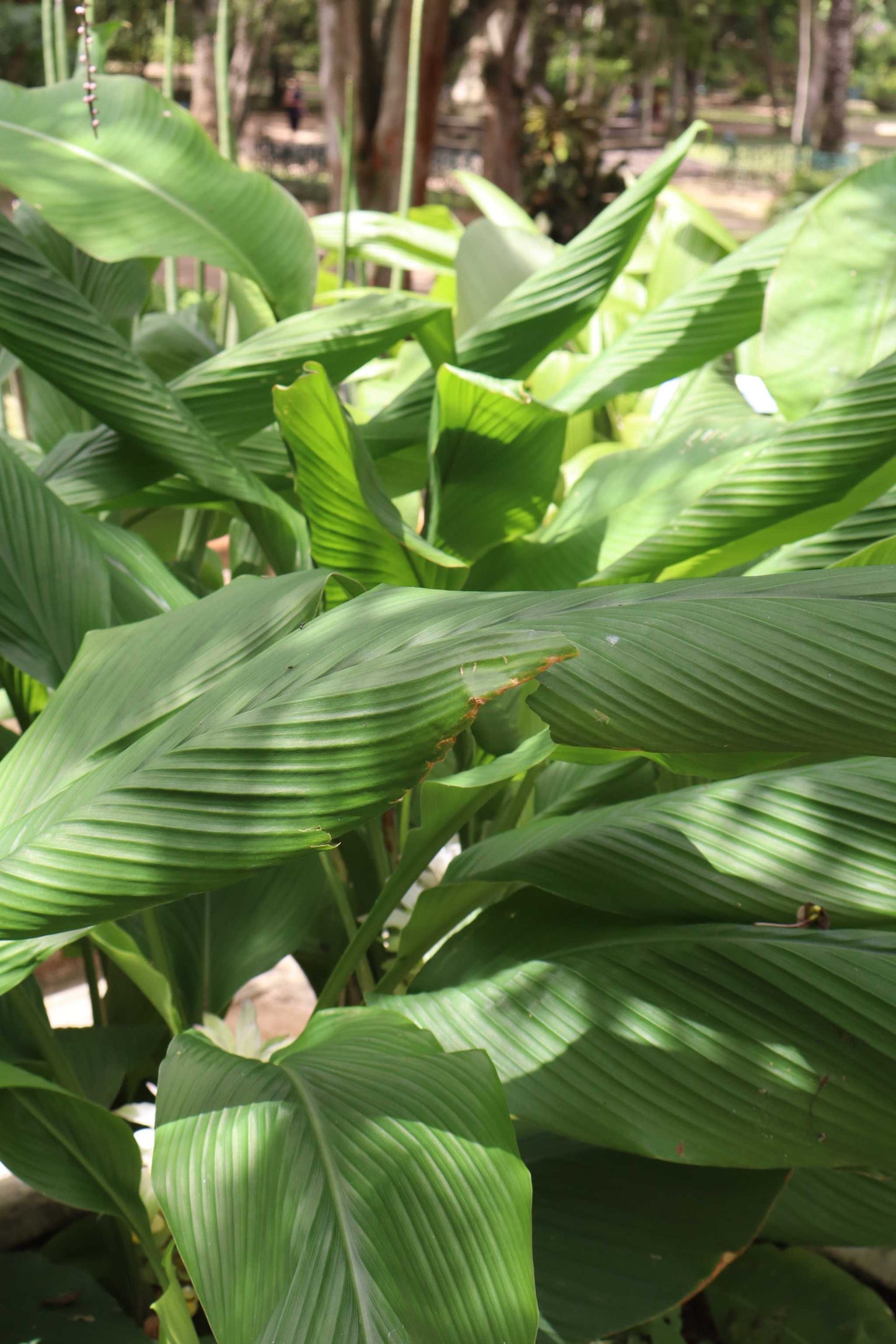 Curcuma longa (Gurkmeja)
