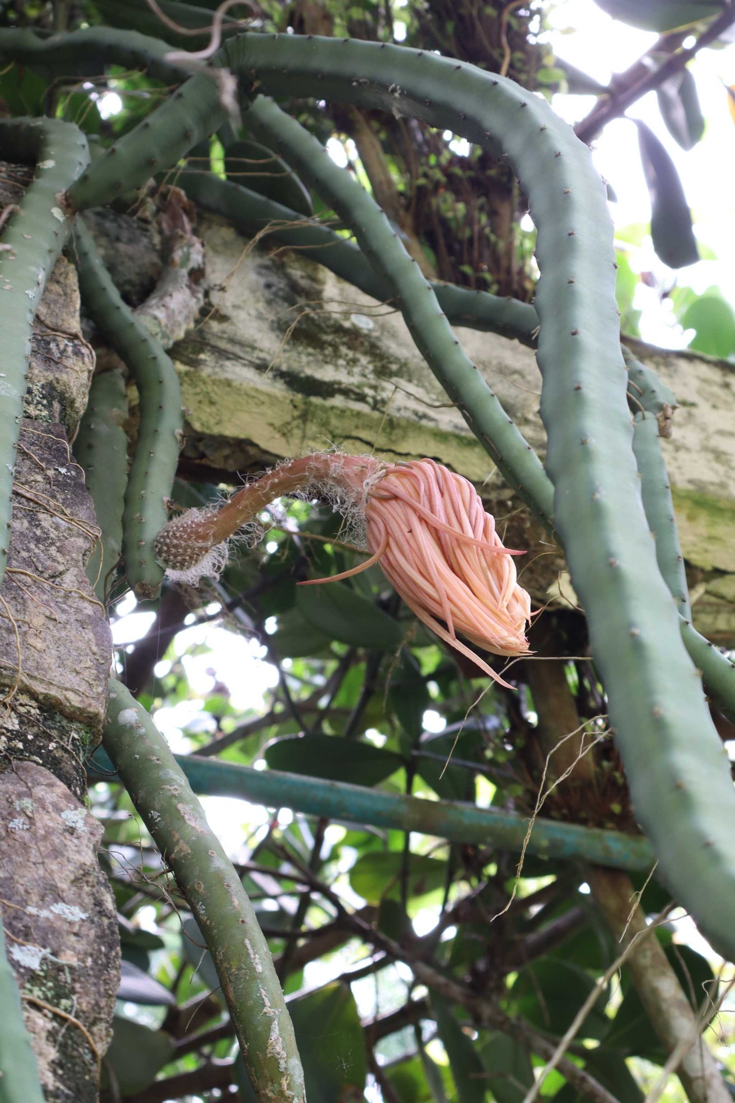 Selenicereus grandiflorus 'Queen of the Night'