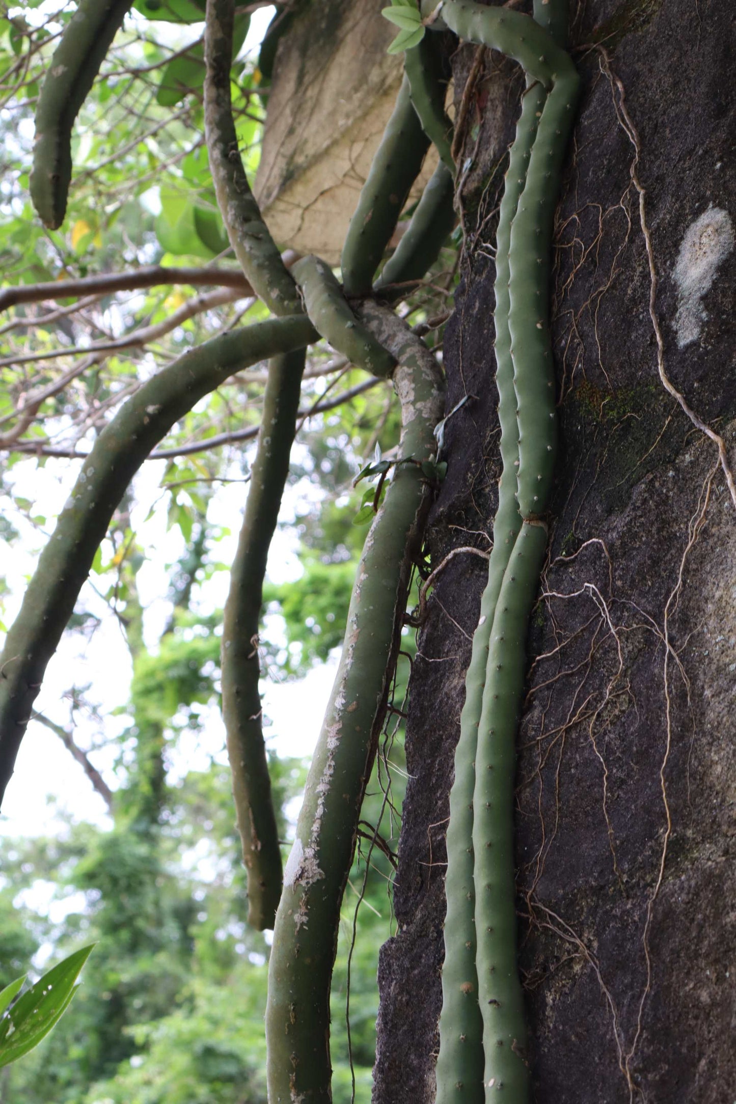 Selenicereus grandiflorus 'Queen of the Night'