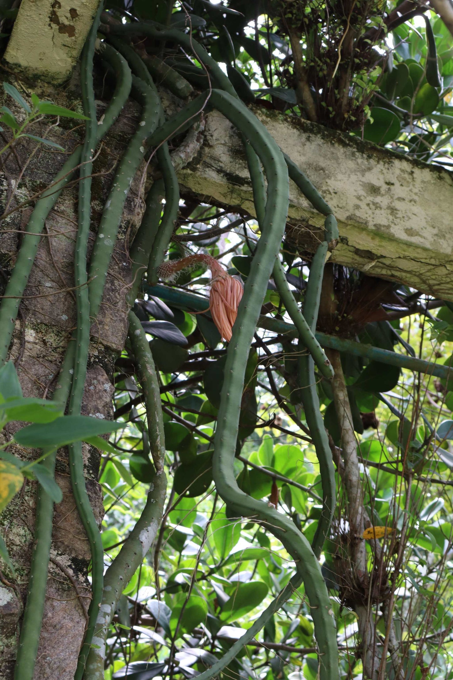 Selenicereus grandiflorus 'Queen of the Night'
