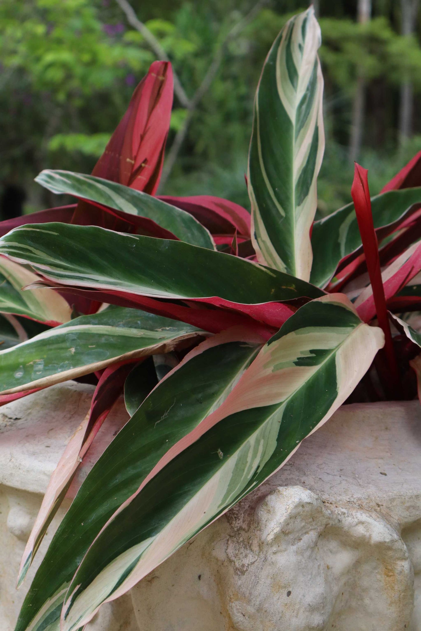 Stromanthe sanguinea 'Triostar' (Gebrochene Spitzen)