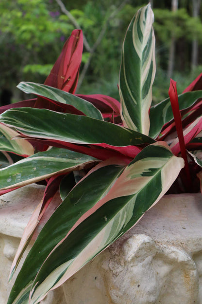 Stromanthe sanguinea 'Triostar' (Gebrochene Spitzen)