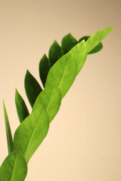 Garderobsblomma 'Zamioculcas zamiifolia'