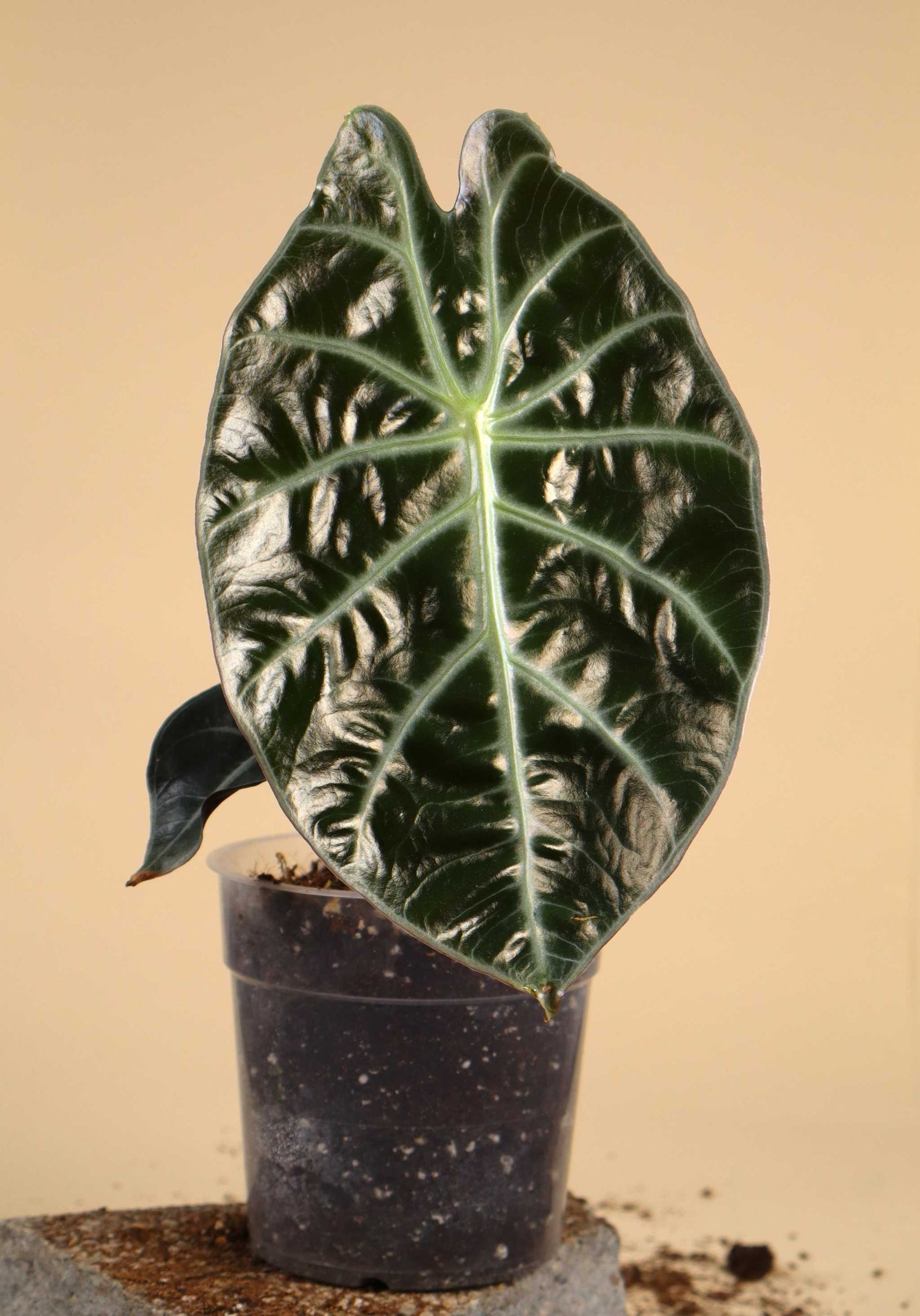 Alocasia suhirmaniana