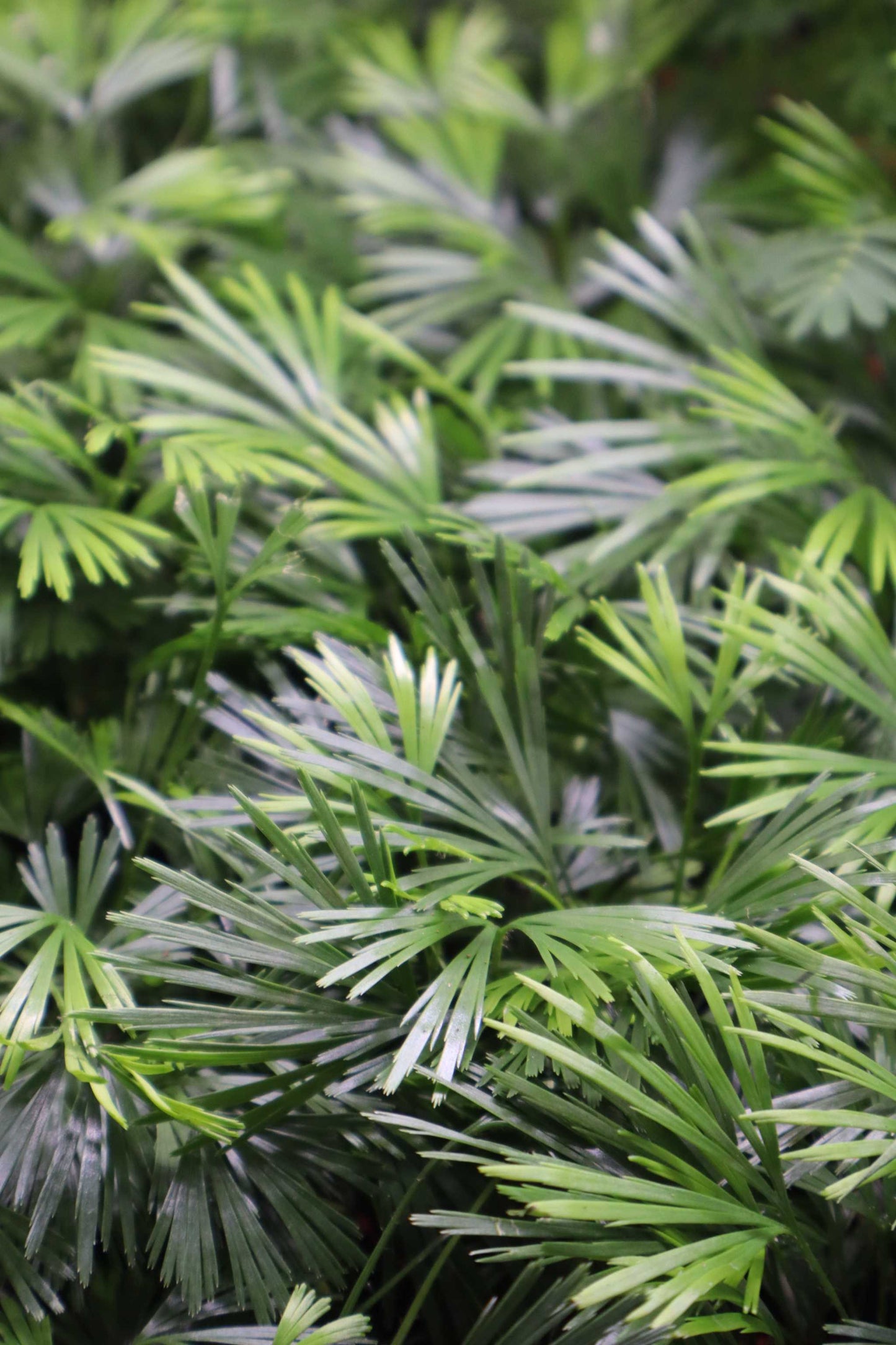 Actiniopteris radiata | Palmbräken