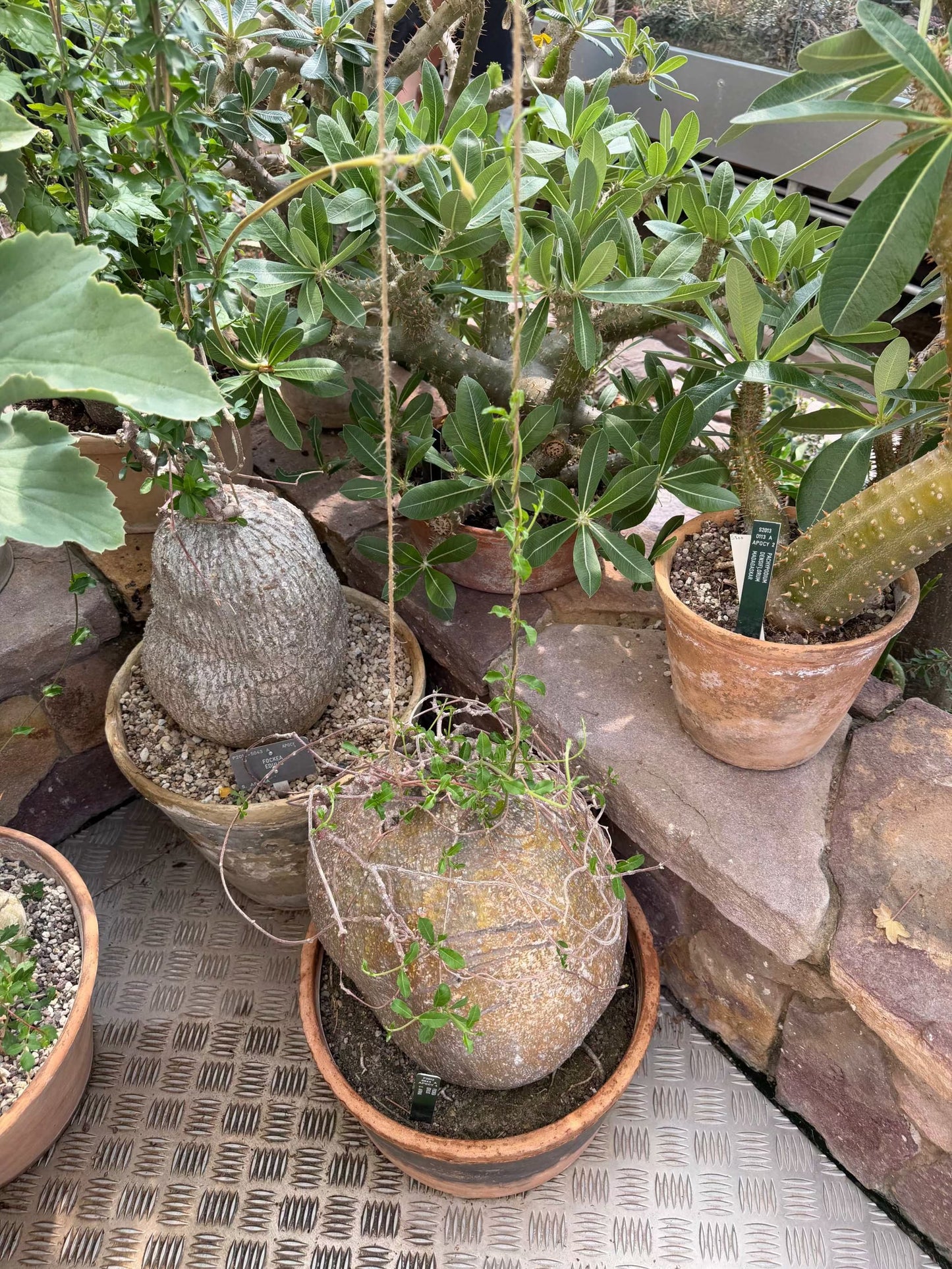 Fockea edulis