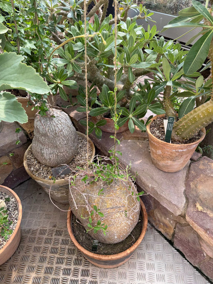 Fockea edulis