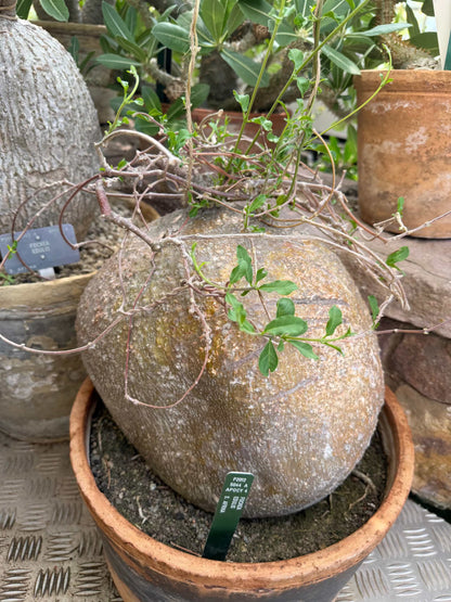 Fockea edulis