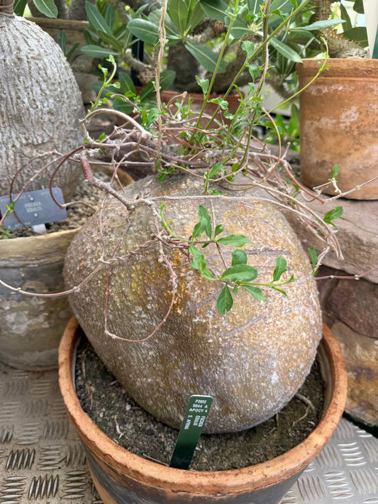 Fockea edulis