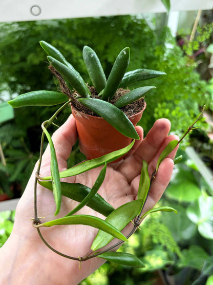 Hoya loheri