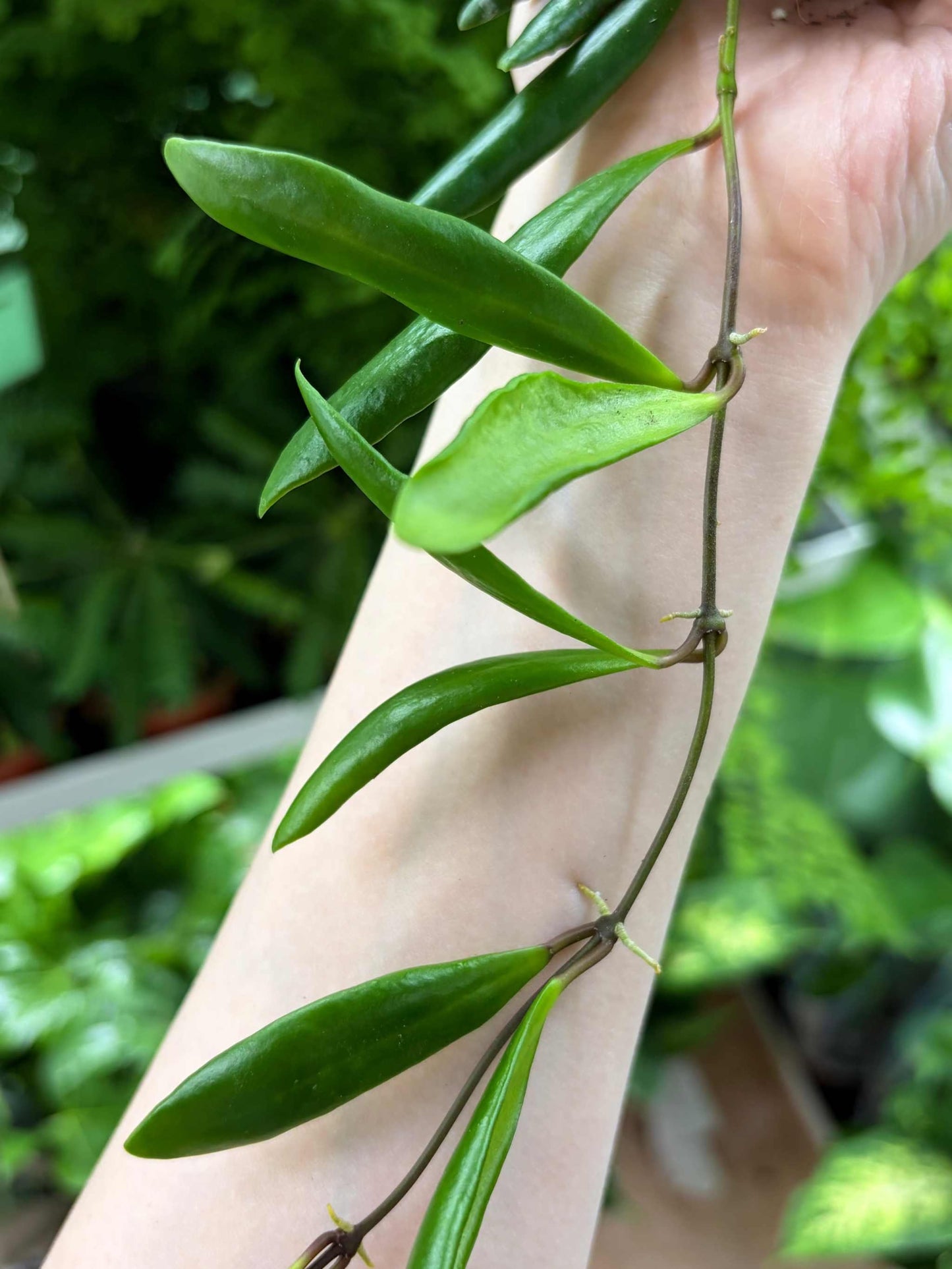 Hoya loheri
