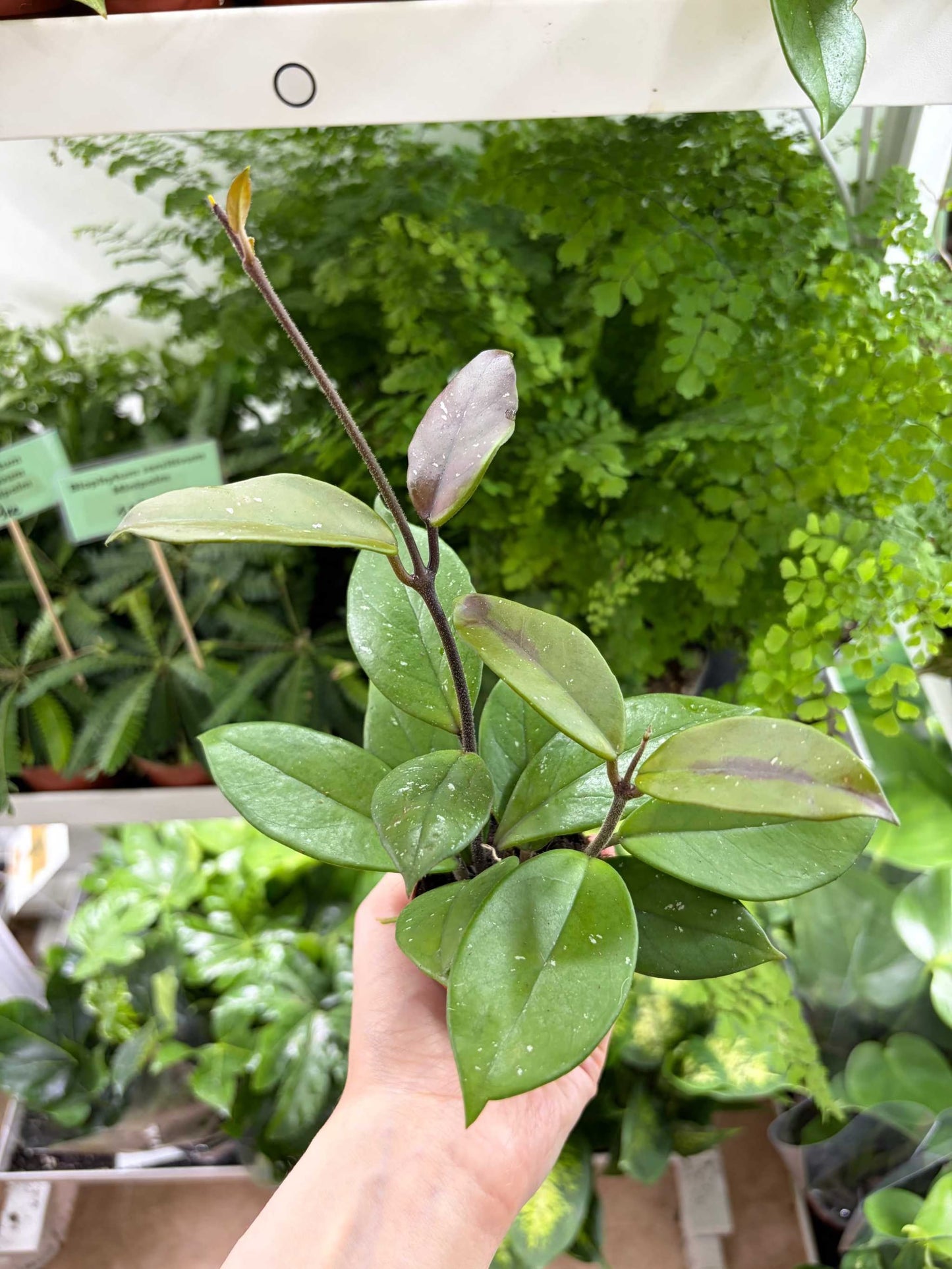 Hoya pubicalyx 'red button'