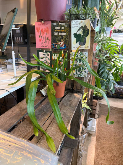 Disocactus (Epiphyllum) 'Red Tip'