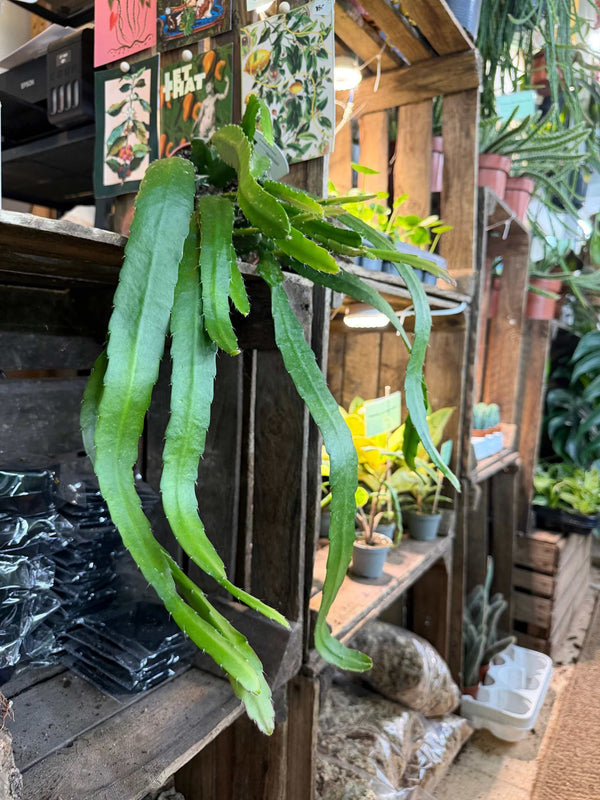 Disocactus (Epiphyllum) 'Red Tip'