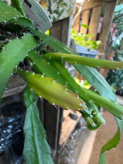 Disocactus (Epiphyllum) 'Red Tip'