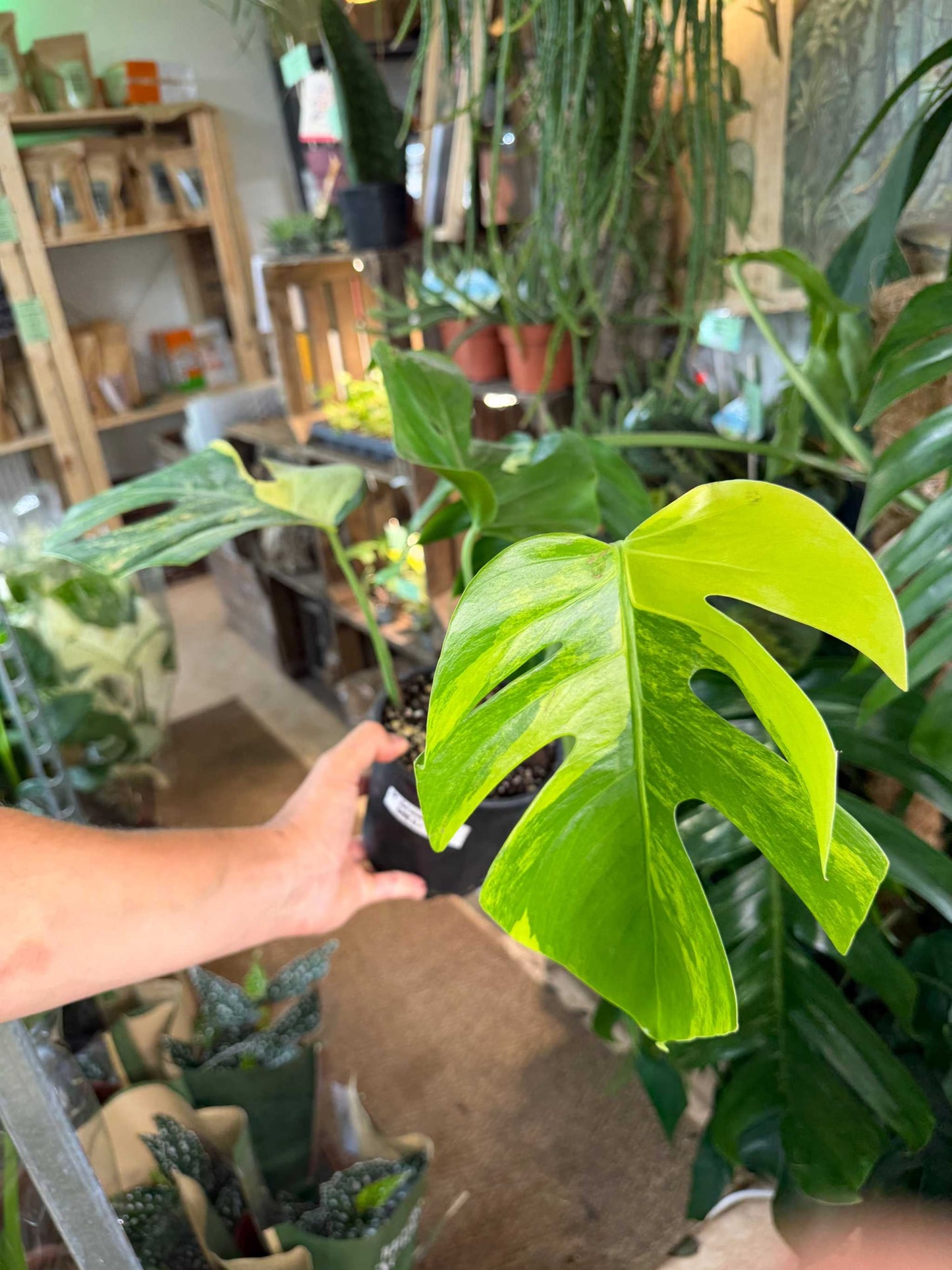 Monstera deliciosa Aurea (marmorata)